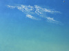 La-famille-cirrocumulus